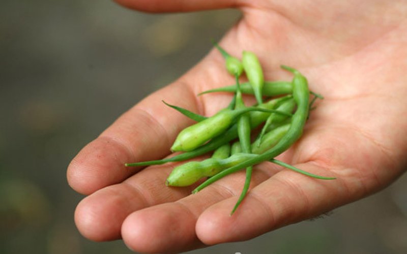 Lạ[-]lùng[-]củ[-]cải[-]đuôi[-]chuột[-]mọc[-]thành...[-]quả[-]trên[-]cao